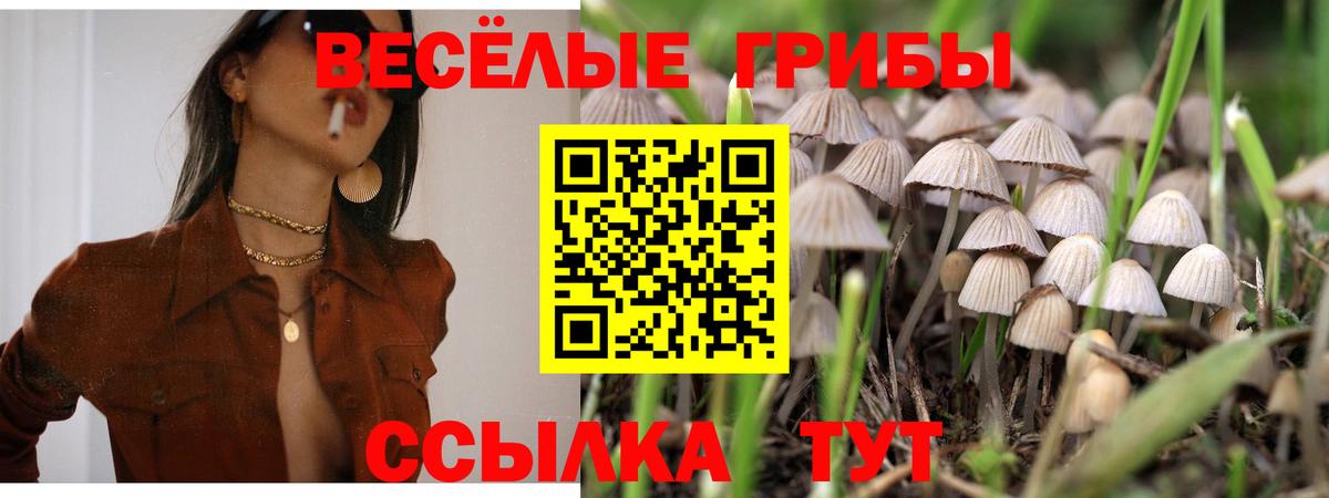 Галлюциногенные грибы Psilocybe  Вход с VPN  Кызыл  Псилоцибиновые грибы мицелий 